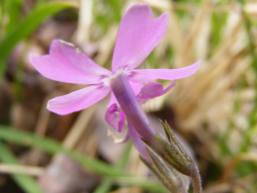 Phlox subulata